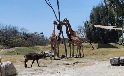 Africam Safari. Estos son los animales en peligro de extinción que puedes proteger como Guardián Salvaje