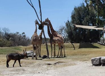 Africam Safari. Estos son los animales en peligro de extinción que puedes proteger como Guardián Salvaje