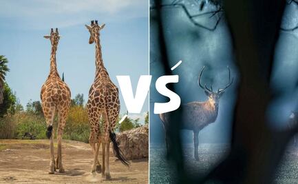 Africam Safari vs Pueblo Salvaje de Nuevo León ¿Qué ofrecen estos zoológicos?