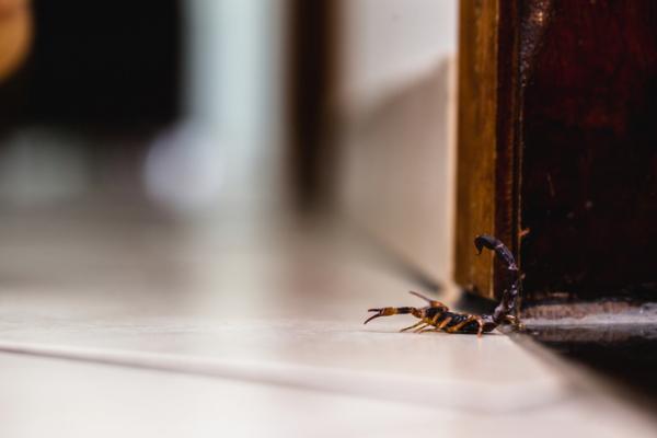 Este compuesto utiliza las propiedades repelentes naturales de sus componentes para crear una barrera protectora contra estos invasores no deseados. 

Foto: Producción El Universal