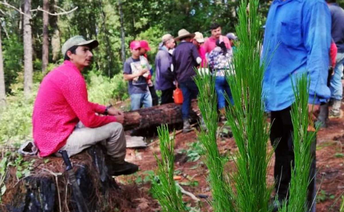 REFORESTACIÓN