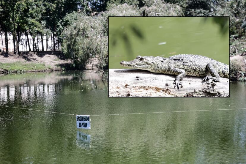Cocodrilo “Fugaz” sigue libre en la Laguna de San Baltazar, Profepa no logra capturarlo