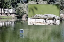 Cocodrilo “Fugaz” sigue libre en la Laguna de San Baltazar, Profepa no logra capturarlo