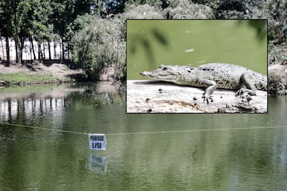 Cocodrilo “Fugaz” sigue libre en la Laguna de San Baltazar, Profepa no logra capturarlo