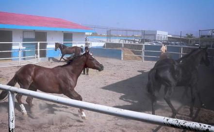 ​Así es la vida de los caballos policía que combaten el crimen