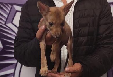 Pretendía vender un coyote en la plaza Cruz del Sur