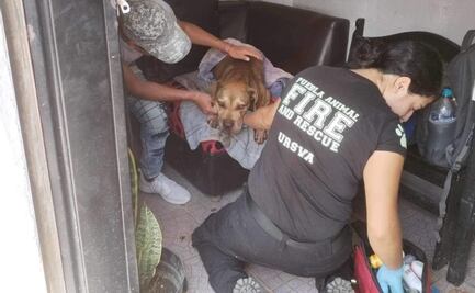 Perrita fue herida por niños que le aventaron cohete en La Guadalupana