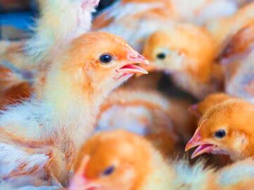 AH5N1, la variante de gripe aviar que alertó a las granjas en Puebla