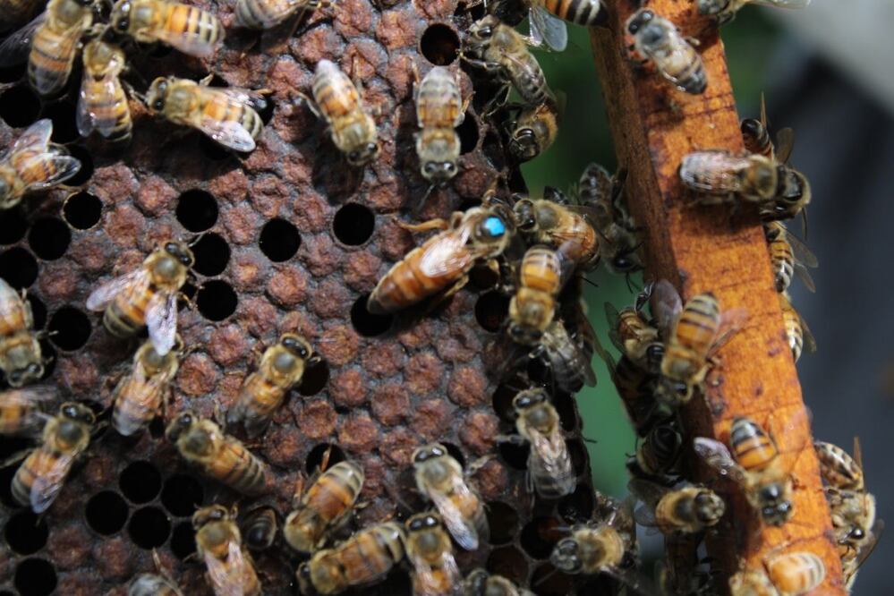 Puebla movilizará colmenas de abejas a Veracruz por el frío | Foto: EsImagen