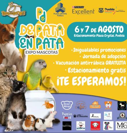 Feliz Día del Gato 2022 en Puebla. Feria de adopciones y Expo Mascotas para celebrar 
