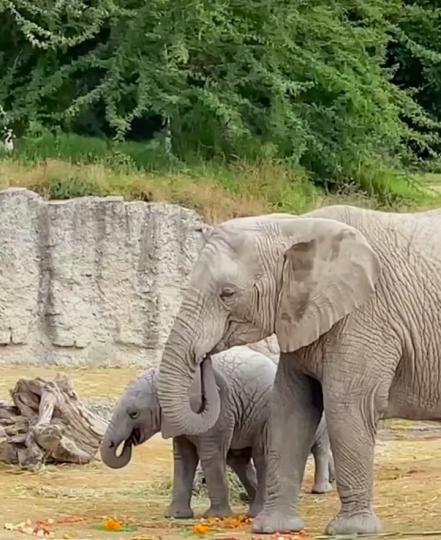 Nace bebé elefante en Africam Safari