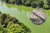 Descubren a cocodrilo con su cría en la Laguna de San Baltazar