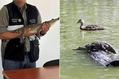 ¿A dónde se llevaron a Fugaz, la cocodrilo de la Laguna de San Baltazar que ya fue capturada?