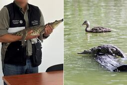 ¿A dónde se llevaron a Fugaz, la cocodrilo de la Laguna de San Baltazar que ya fue capturada?
