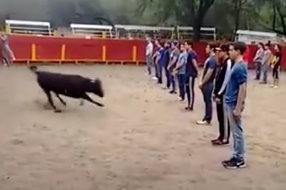 Video en redes demuestra que un toro solo embiste al movimiento
