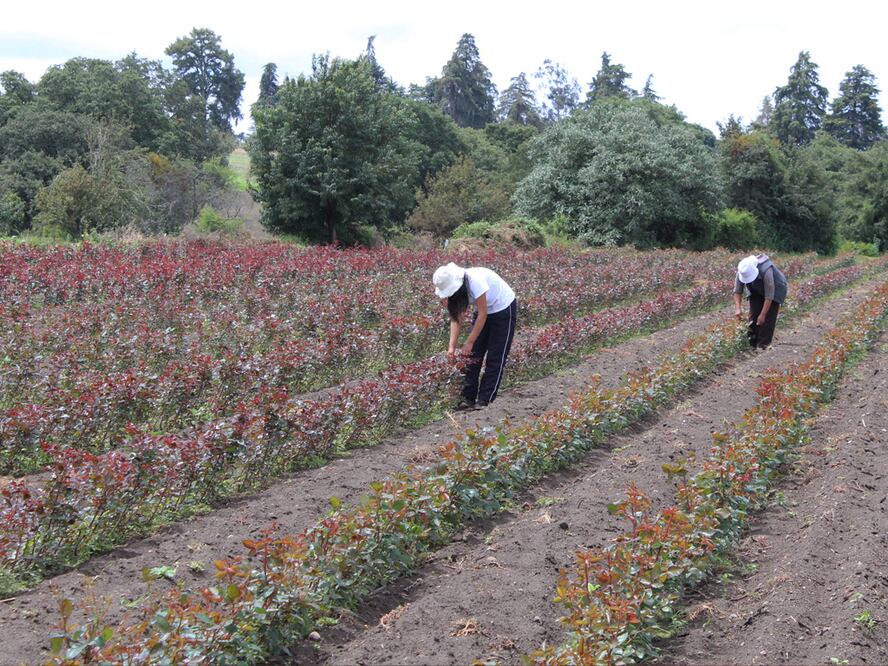 Cosecha de flores de jamaica en Puebla. Foto: Agencia Enfoque para El Universal Puebla