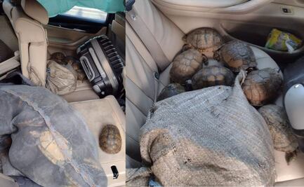 Accidente carretero deja al descubierto tráfico de más de 250 tortugas en Puebla