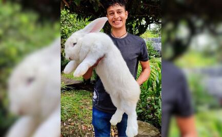 En Puebla crían a los conejos más grandes del mundo