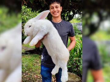 En Puebla crían a los conejos más grandes del mundo
