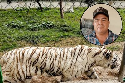 Rescatan al tigre que escapó en Xicotepec tras el desbordamiento del río San Marcos