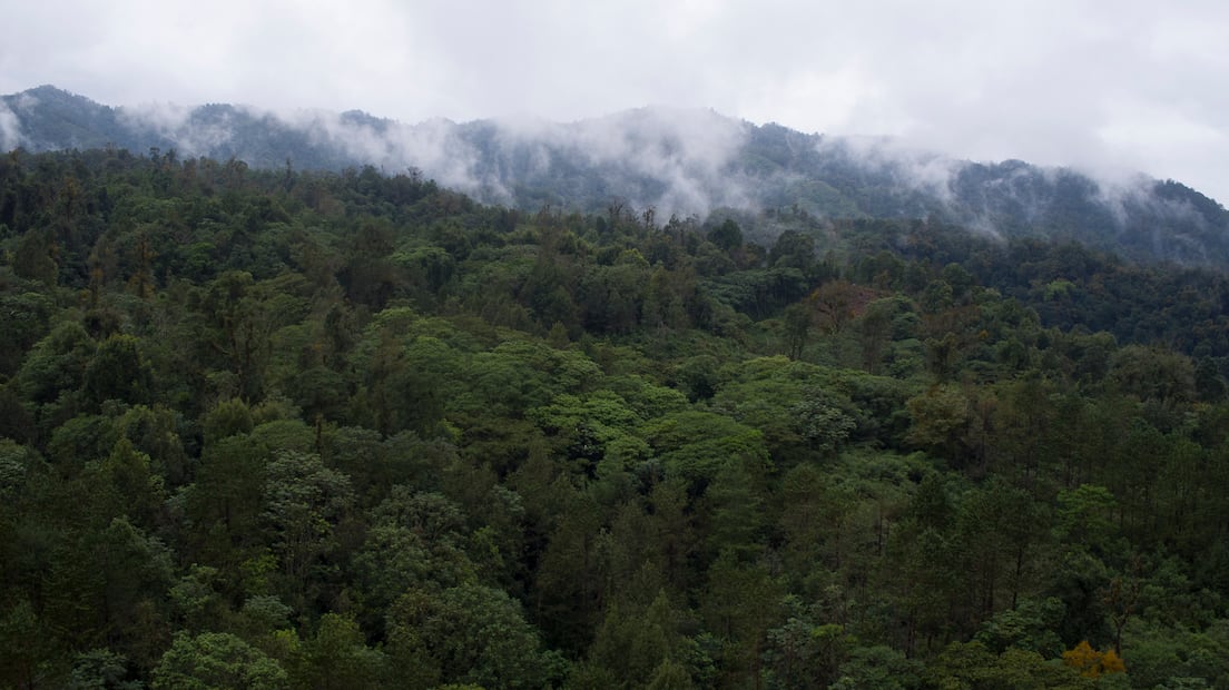 El bosque de niebla de Puebla se encuentra dentro del Pueblo Mágico de Teziutlán