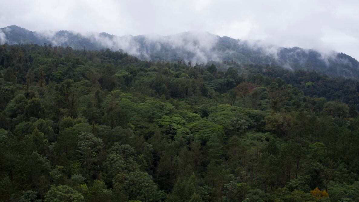 El bosque de niebla de Puebla se encuentra dentro del Pueblo Mágico de Teziutlán