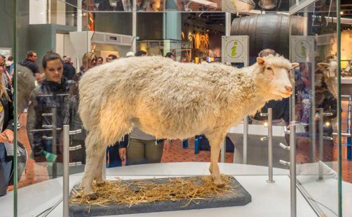 Oveja Dolly. Así fue el primer mamífero clonado