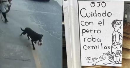 Graban en acción al perro roba-cemitas