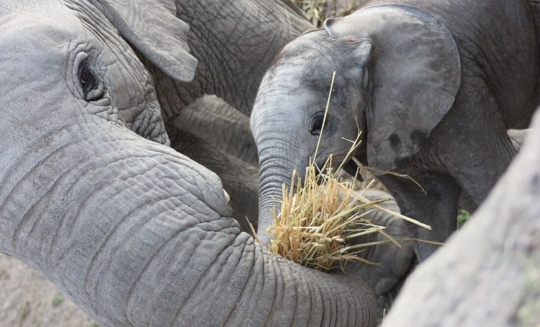 Foto tomada del Facebook de Africam Safari