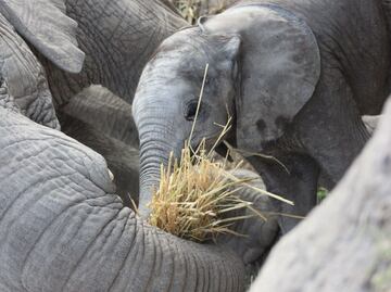 Africam Safari y el asombroso rescate de 9 cachorros de elefante
