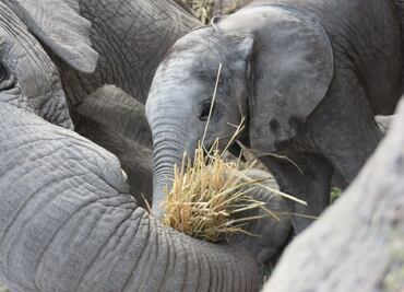 Africam Safari y el asombroso rescate de 9 cachorros de elefante