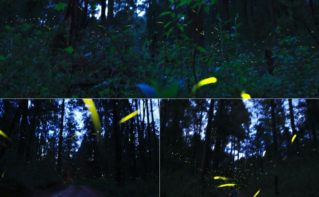 El avistamiento de luciérnagas es un espectáculo que puede apreciarse en Puebla | Foto: EsImagen