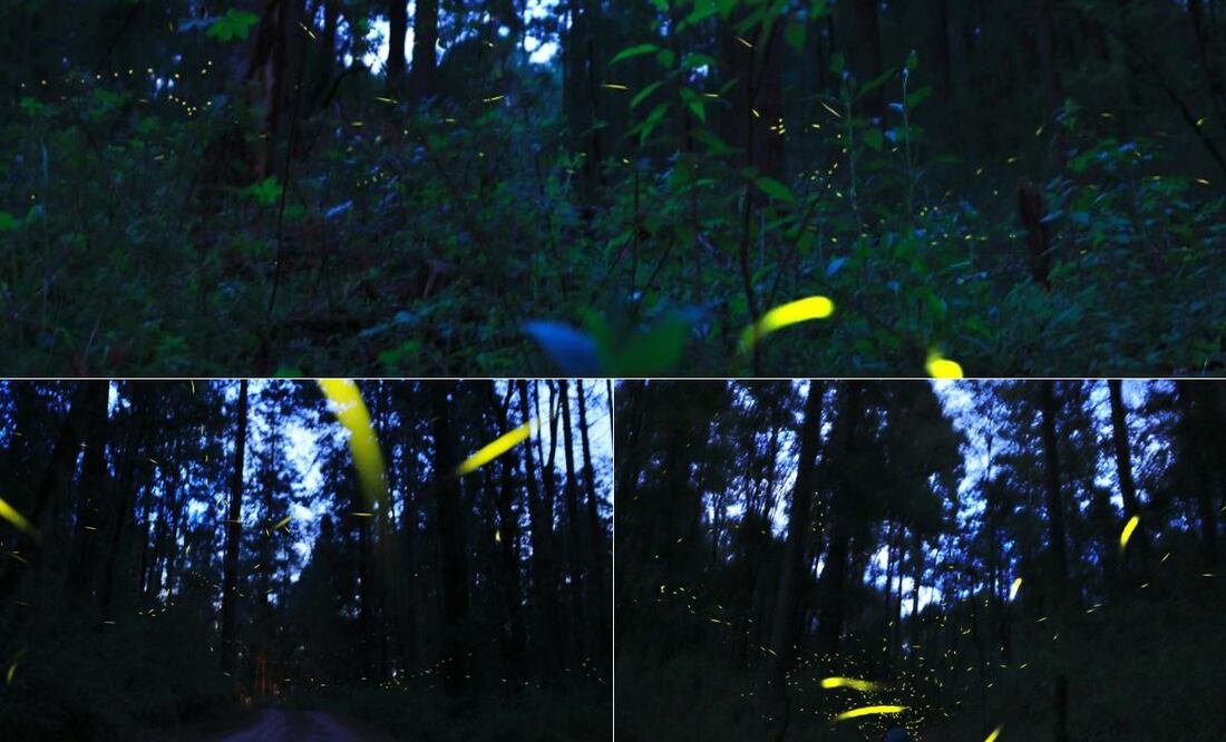 El avistamiento de luciérnagas es un espectáculo que puede apreciarse en Puebla | Foto: EsImagen