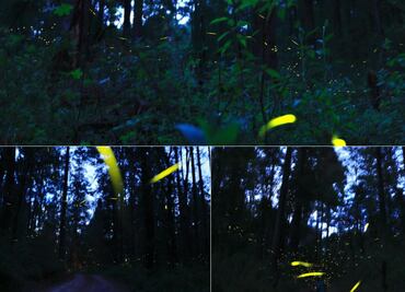 Temporada de Luciérnagas 2024: Así puedes verlas en Puebla