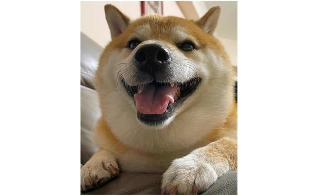 Balltze, el perrito de los memes esta fuera de peligro. Foto: Inctagram @balltze