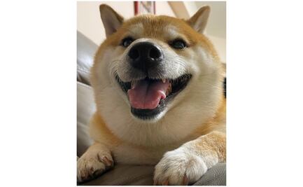 El Cheems, el perrito de los memes, está fuera de peligro, dice su dueño
