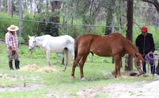 Rescatan a 2 caballos víctimas de crueldad animal 