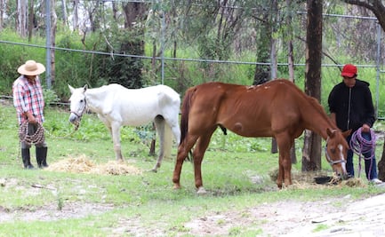 Rescatan a 2 caballos víctimas de crueldad animal