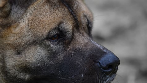 Vinculan a sujeto que mató a un Akita en Puebla