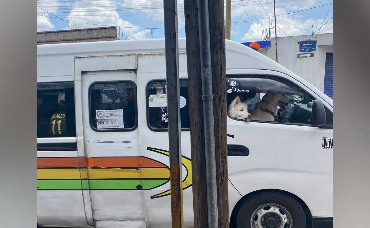 Uno como quiera pero ¿y las criaturas? Ruta 24 viaja con dos perritos