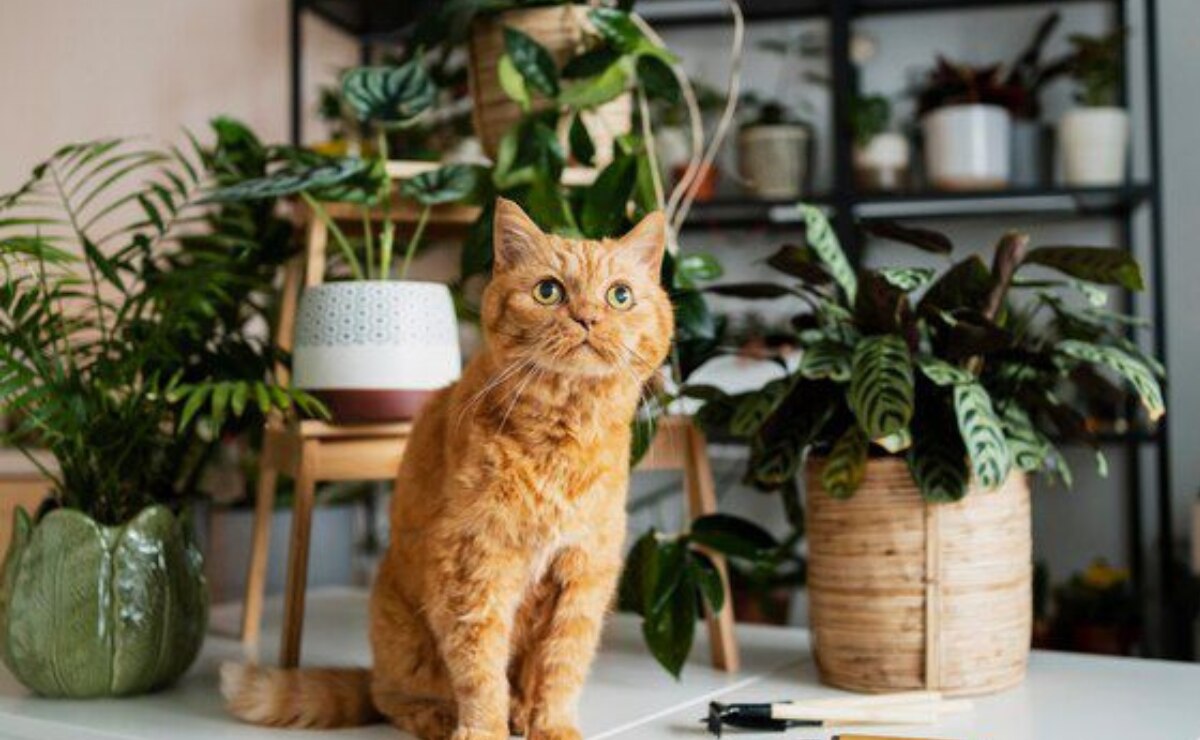 10 plantas que debes mantener lejos de tu gato porque pueden intoxicarlo