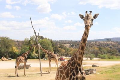 Puebla recibirá hasta 3 millones de turistas en 2024 gracias a Benito, aseguró el alcalde capitalino