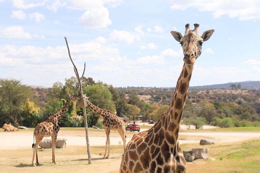 Benito atrae a gran número de turistas a Puebla | EsImagen