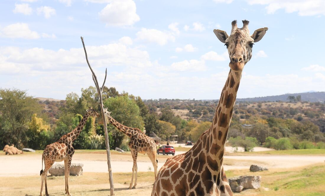 Benito atrae a gran número de turistas a Puebla | EsImagen