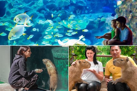 Cómo conseguir descuentos en el Acuario Michin Puebla para Semana Santa 2026