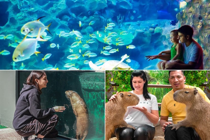 Cómo conseguir descuentos en el Acuario Michin Puebla para Semana Santa 2026