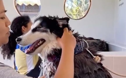 Autolavado para mascotas, una innovadora propuesta en Puebla 
