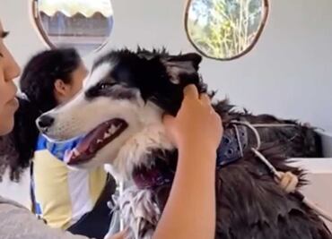 Autolavado para mascotas, una innovadora propuesta en Puebla