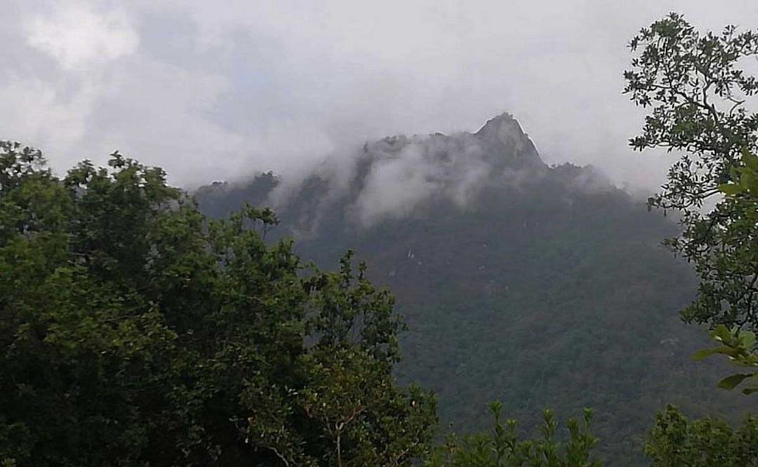 En el bosque de Zacatlán, en la Sierra Norte de Puebla, operan varias bandas de talamontes | Foto: Agencia Es Imagen para El Universal Puebla