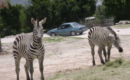 Estos son los zoológicos más bonitos de Puebla, conócelos 